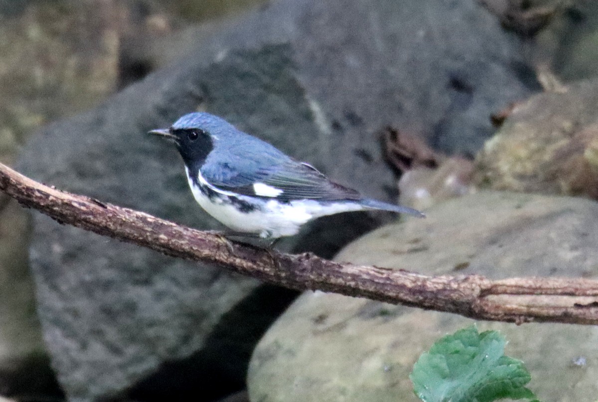 Black-throated Blue Warbler - ML623211150