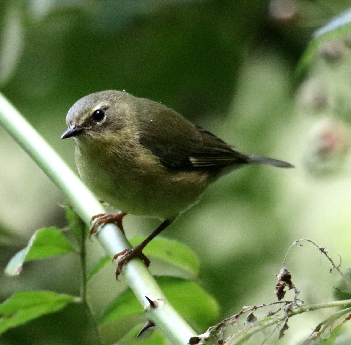 Black-throated Blue Warbler - ML623211151