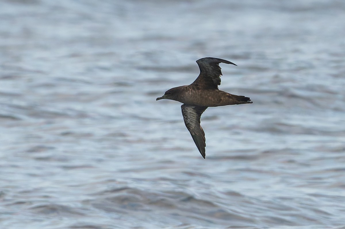 Sooty Shearwater - ML623211183