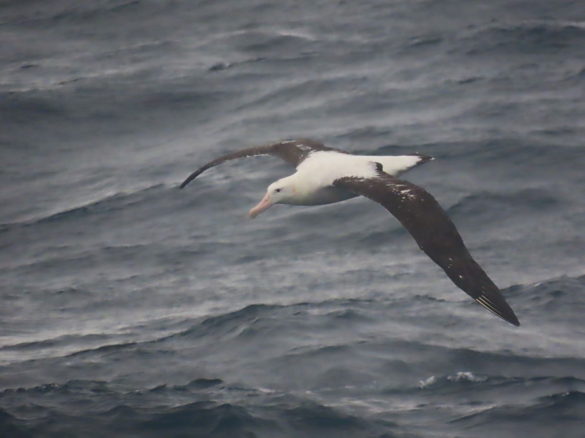 Albatros de Tristan da Cunha - ML623211196