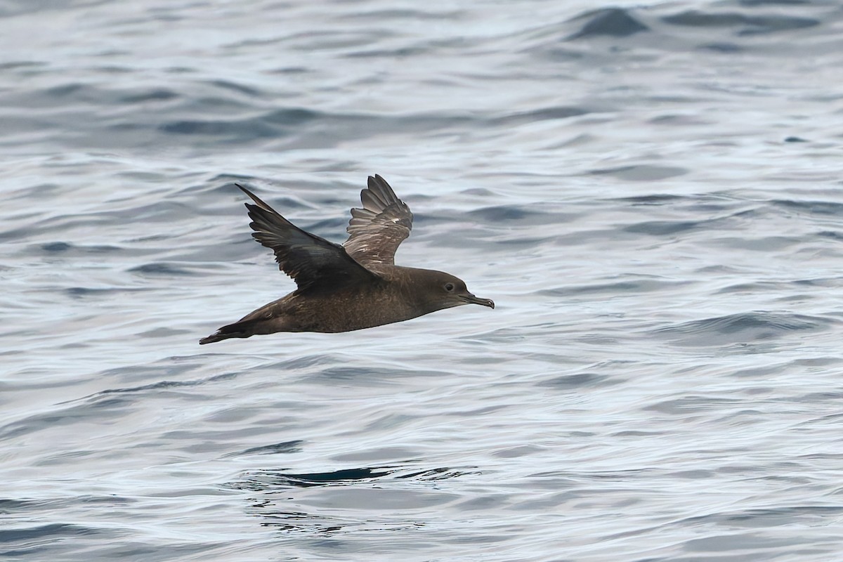 Sooty Shearwater - ML623211209