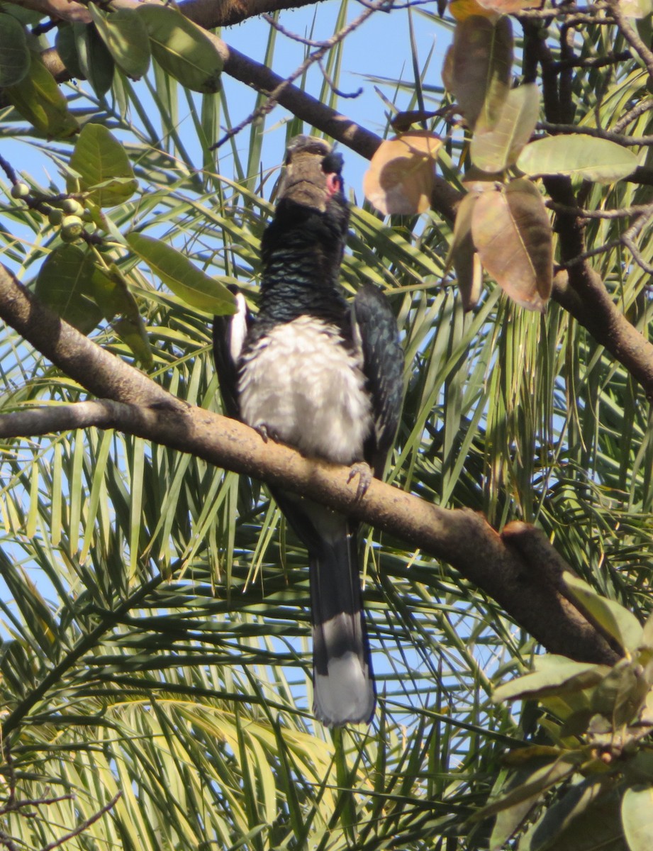 Trumpeter Hornbill - ML623211220