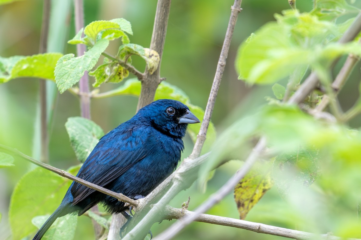 Blue-black Grassquit - ML623211228