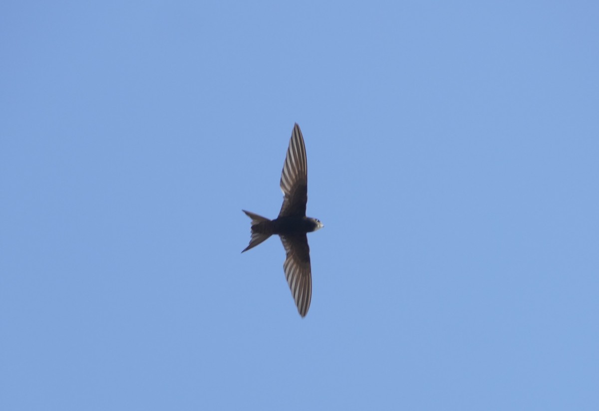 Common Swift - ML623211230