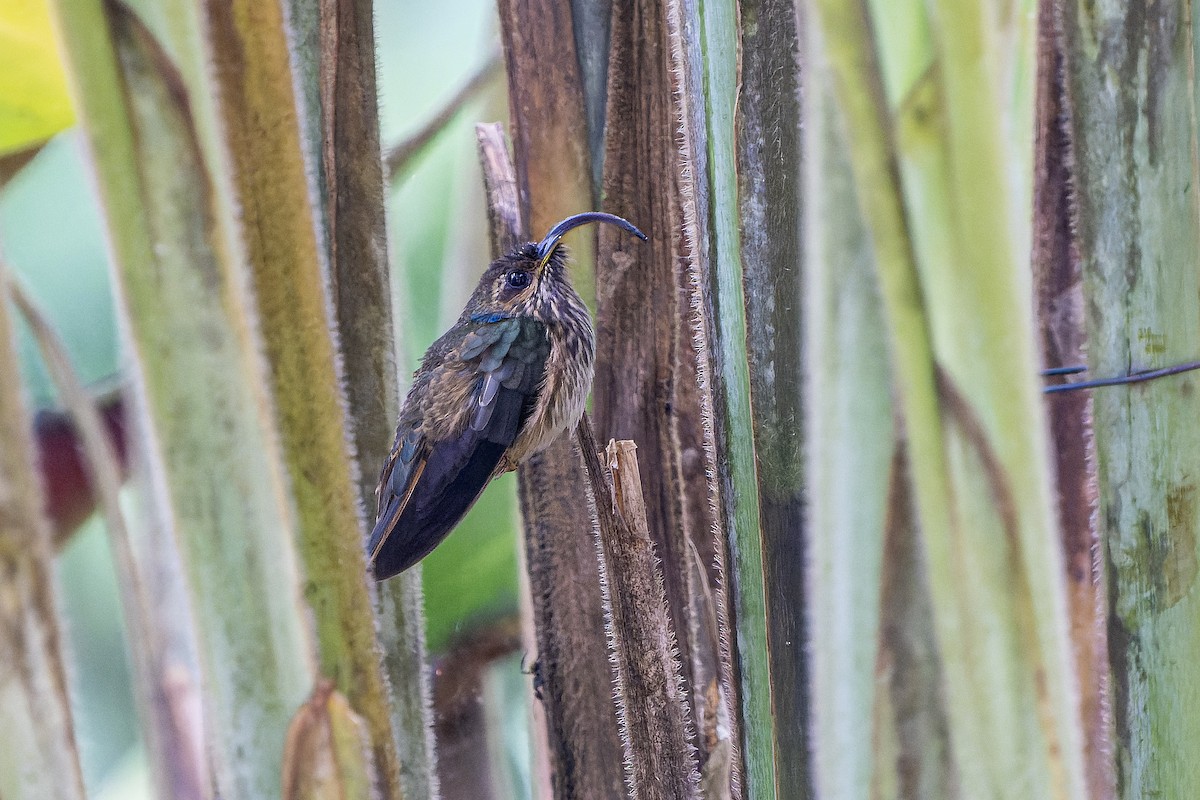 Buff-tailed Sicklebill - ML623211240