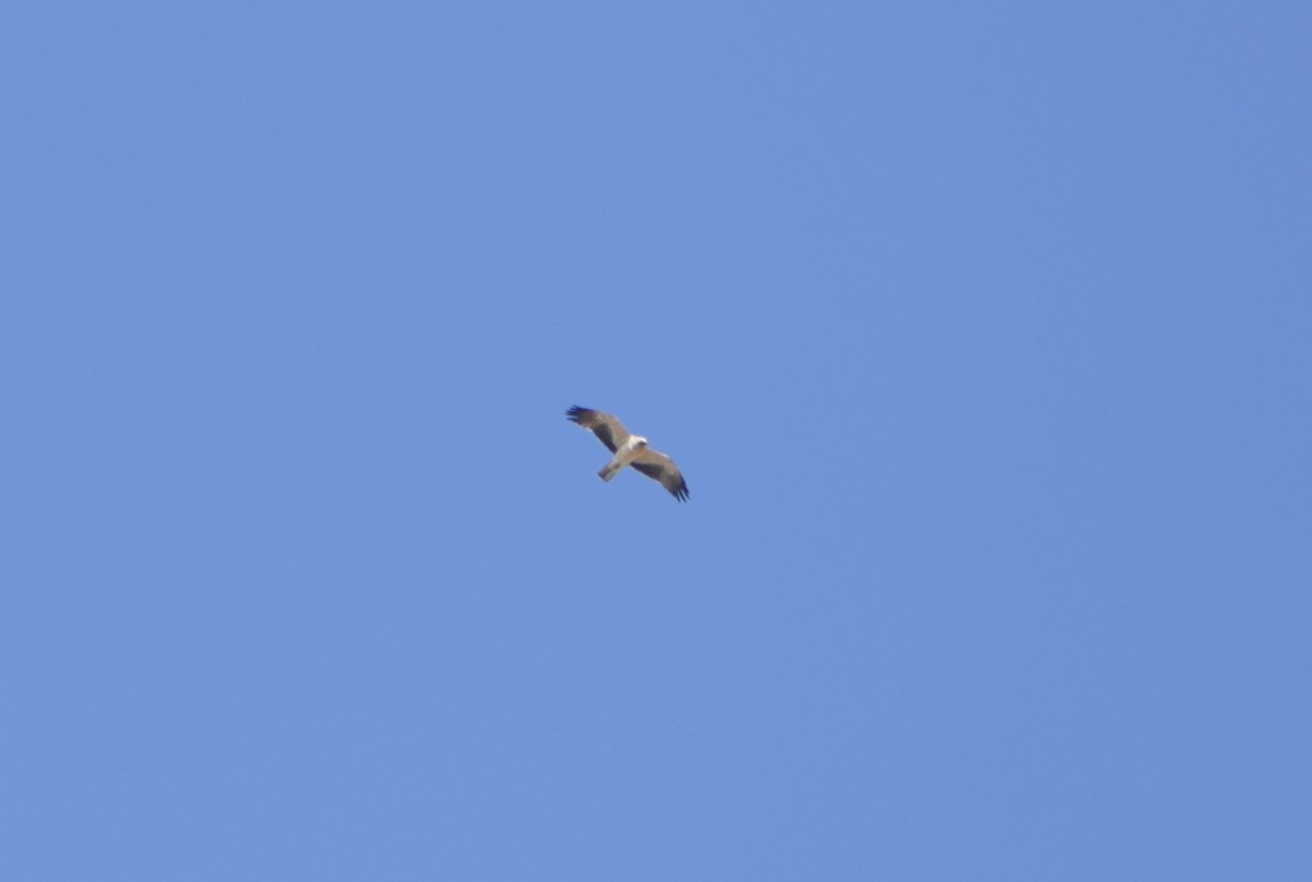 Booted Eagle - ML623211252