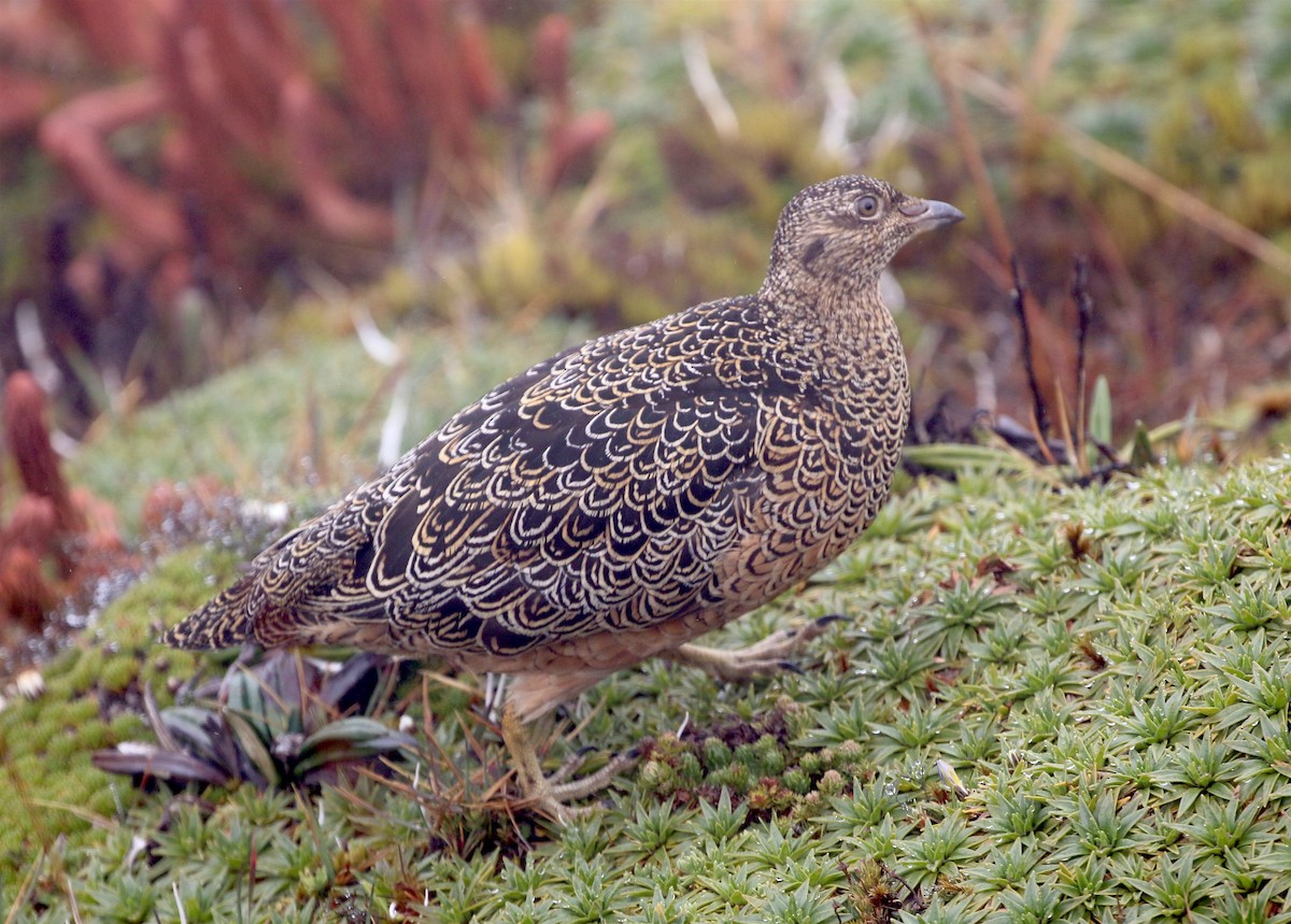 Rufous-bellied Seedsnipe - ML623211272