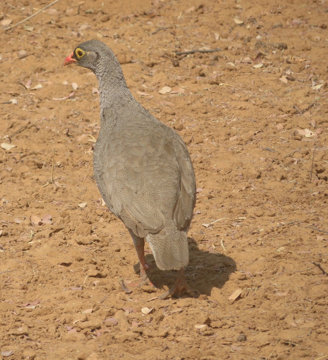 Red-billed Spurfowl - ML623211545