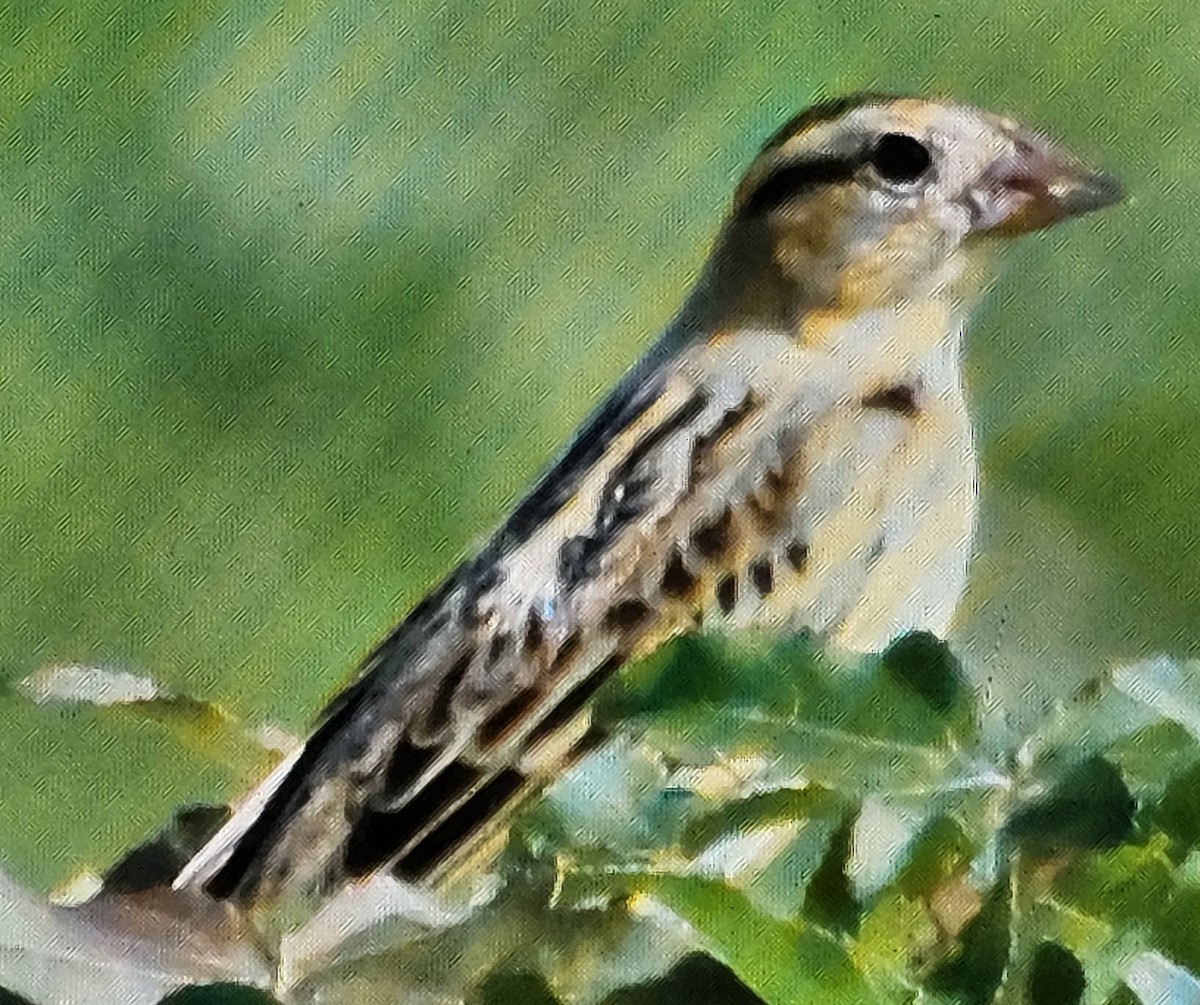 Bobolink - ML623211549