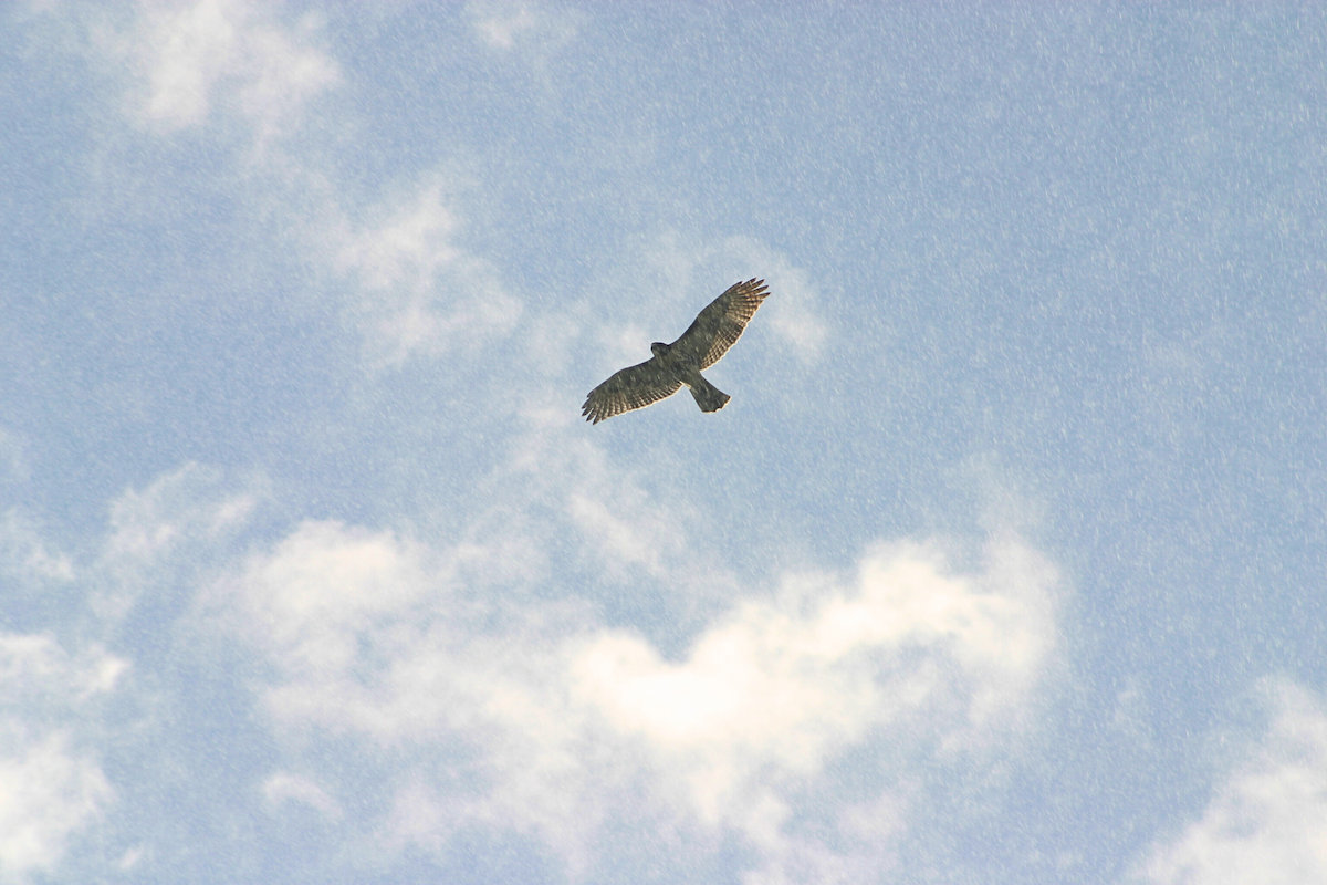 Red-tailed Hawk - ML623211599