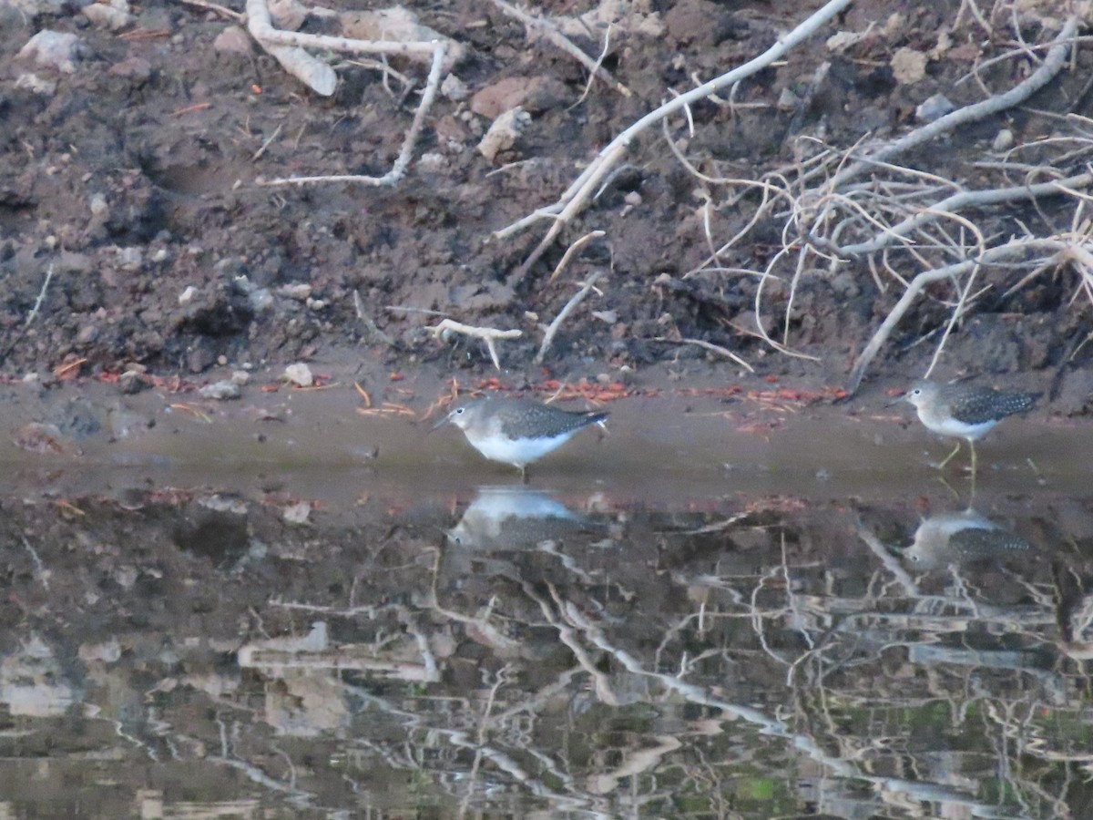Solitary Sandpiper - ML623211617