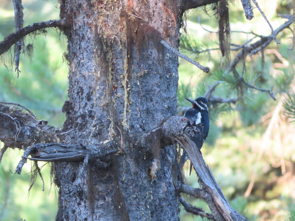 Williamson's Sapsucker - ML623211624