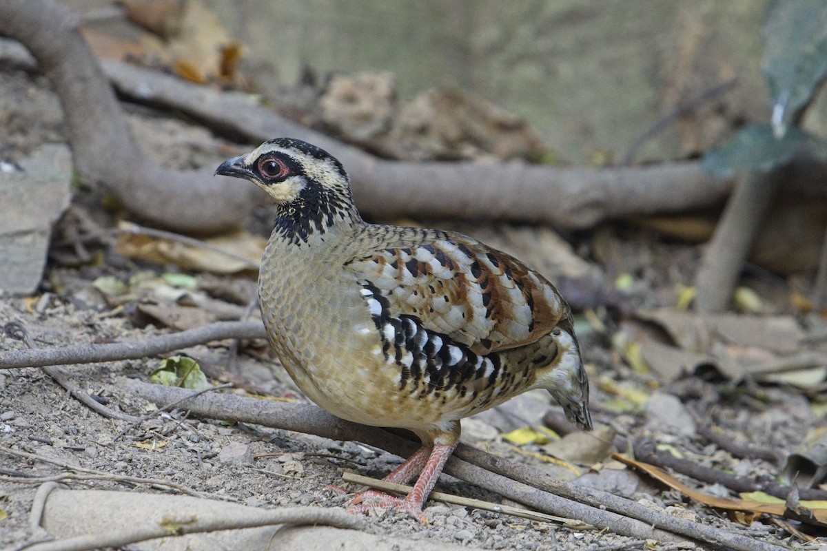 Bar-backed Partridge - ML623211635