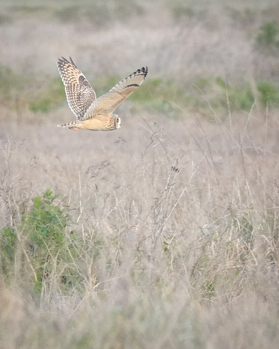 Hibou des marais - ML623211673