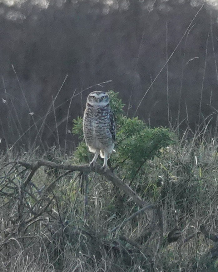 Burrowing Owl - Diego Villagran