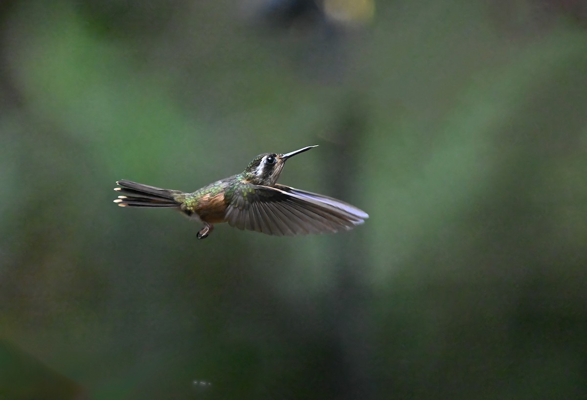 Speckled Hummingbird - ML623211712