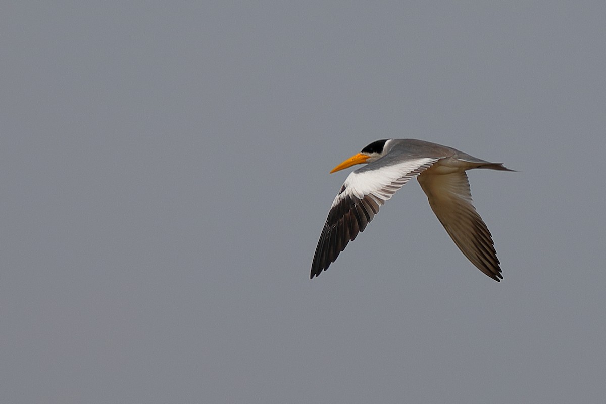 Large-billed Tern - Jean Broadhvest