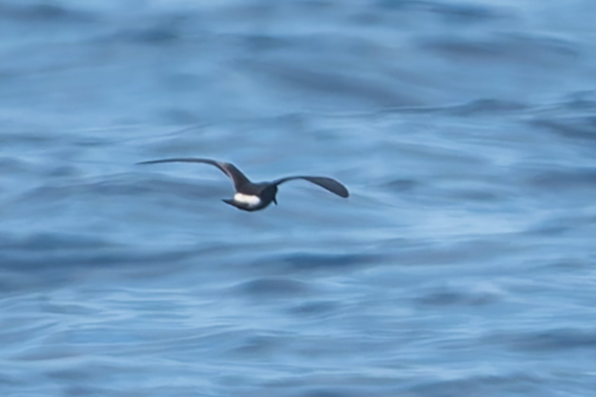 Townsend's Storm-Petrel - ML623211736