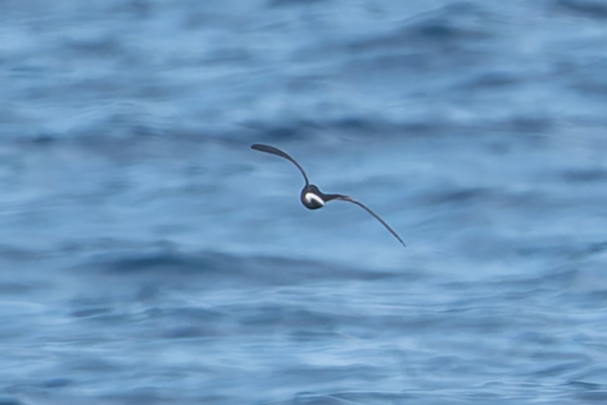 Townsend's Storm-Petrel - ML623211737