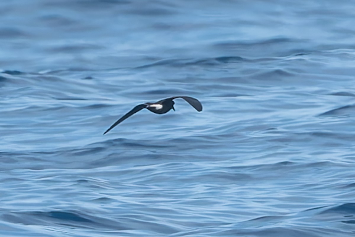 Townsend's Storm-Petrel - ML623211738