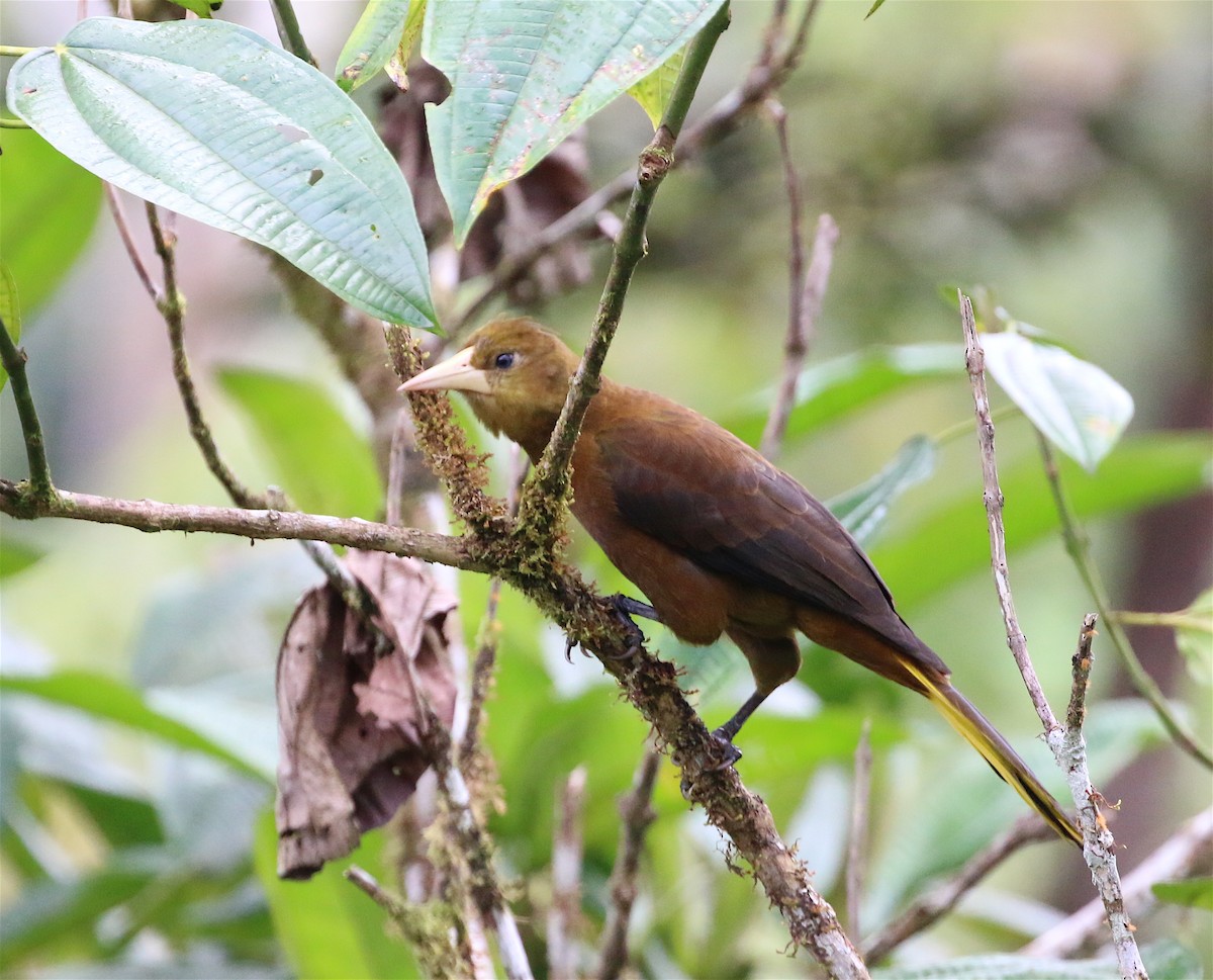 Russet-backed Oropendola - ML623211752