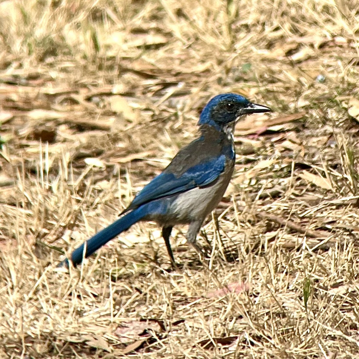 Island Scrub-Jay - ML623211769