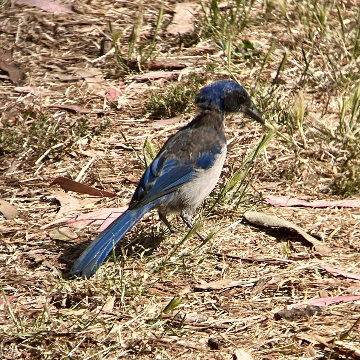 Island Scrub-Jay - ML623211770