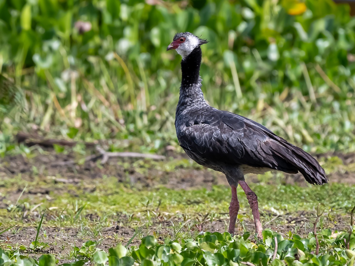 Northern Screamer - ML623211824