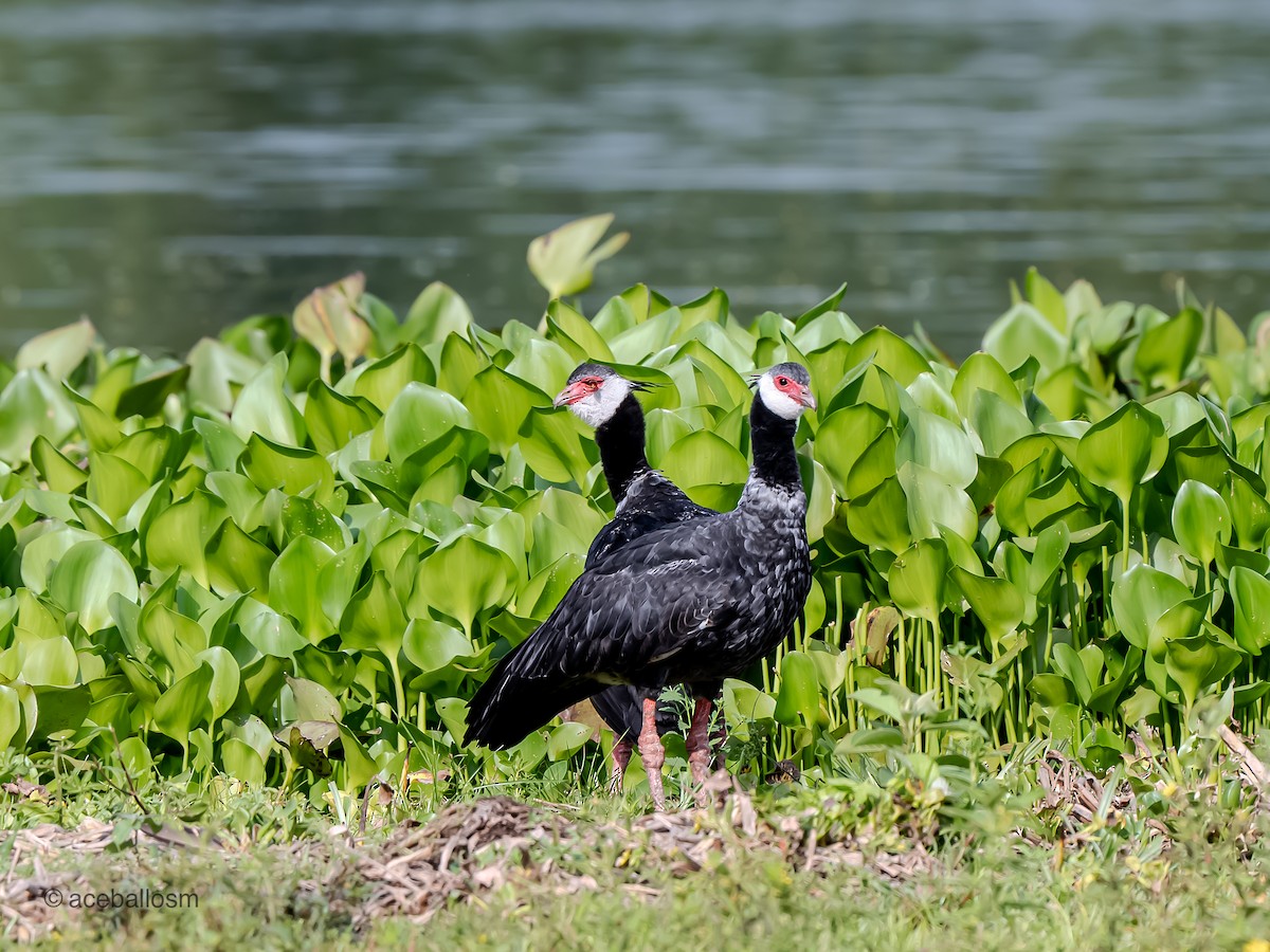 Northern Screamer - ML623211830