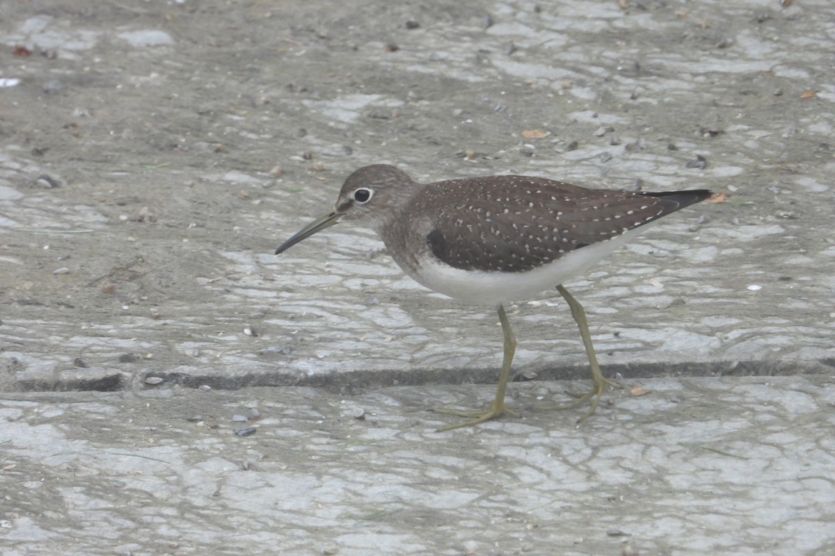 Solitary Sandpiper - ML623211841