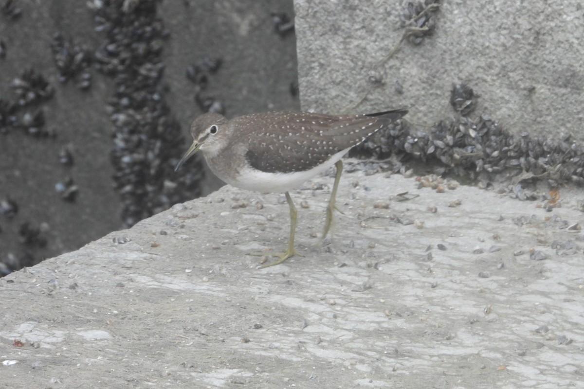 Solitary Sandpiper - ML623211842