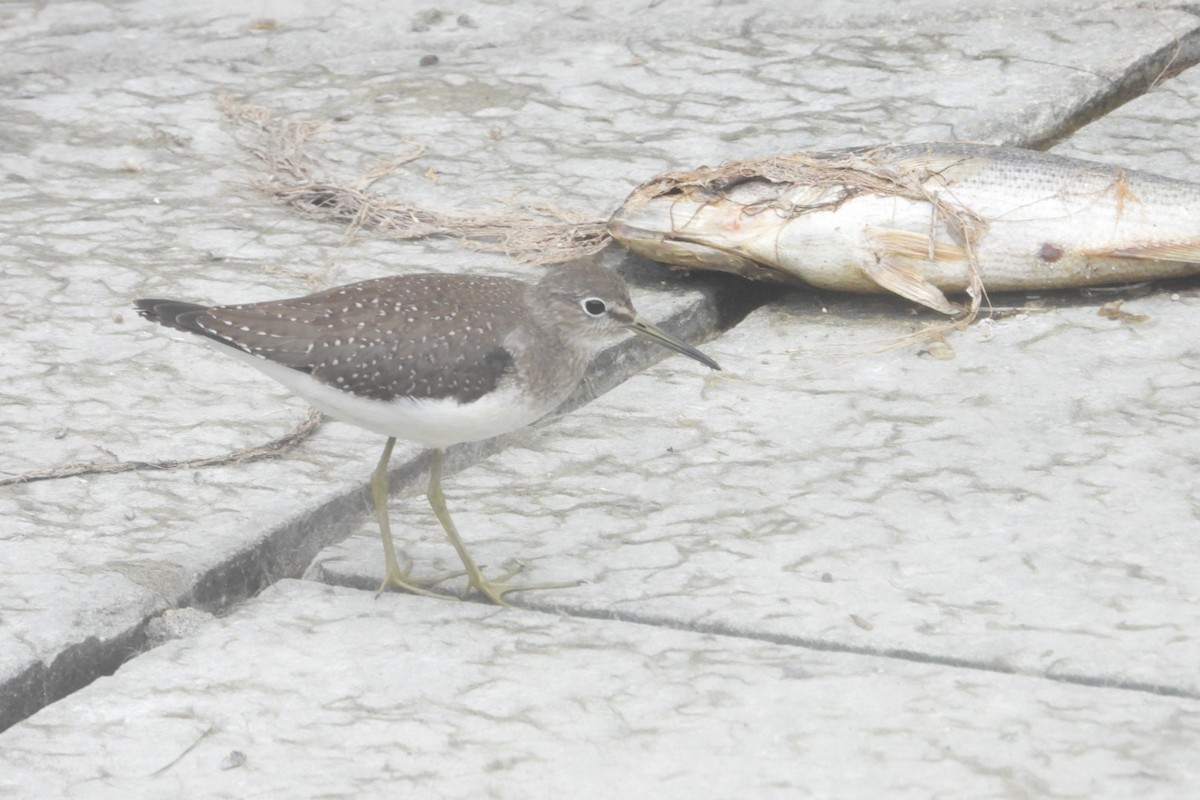 Solitary Sandpiper - ML623211843