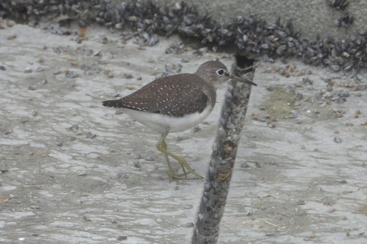 Solitary Sandpiper - ML623211844