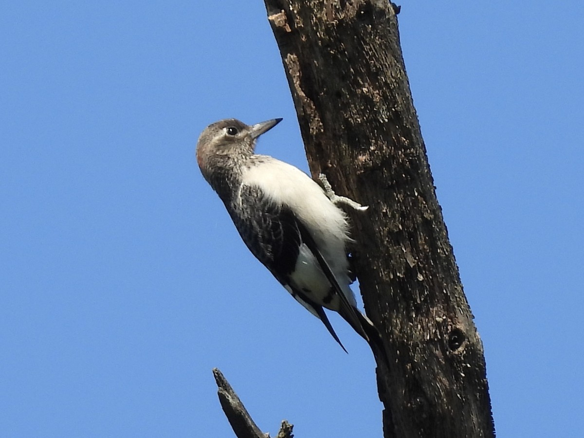 Red-headed Woodpecker - ML623211848