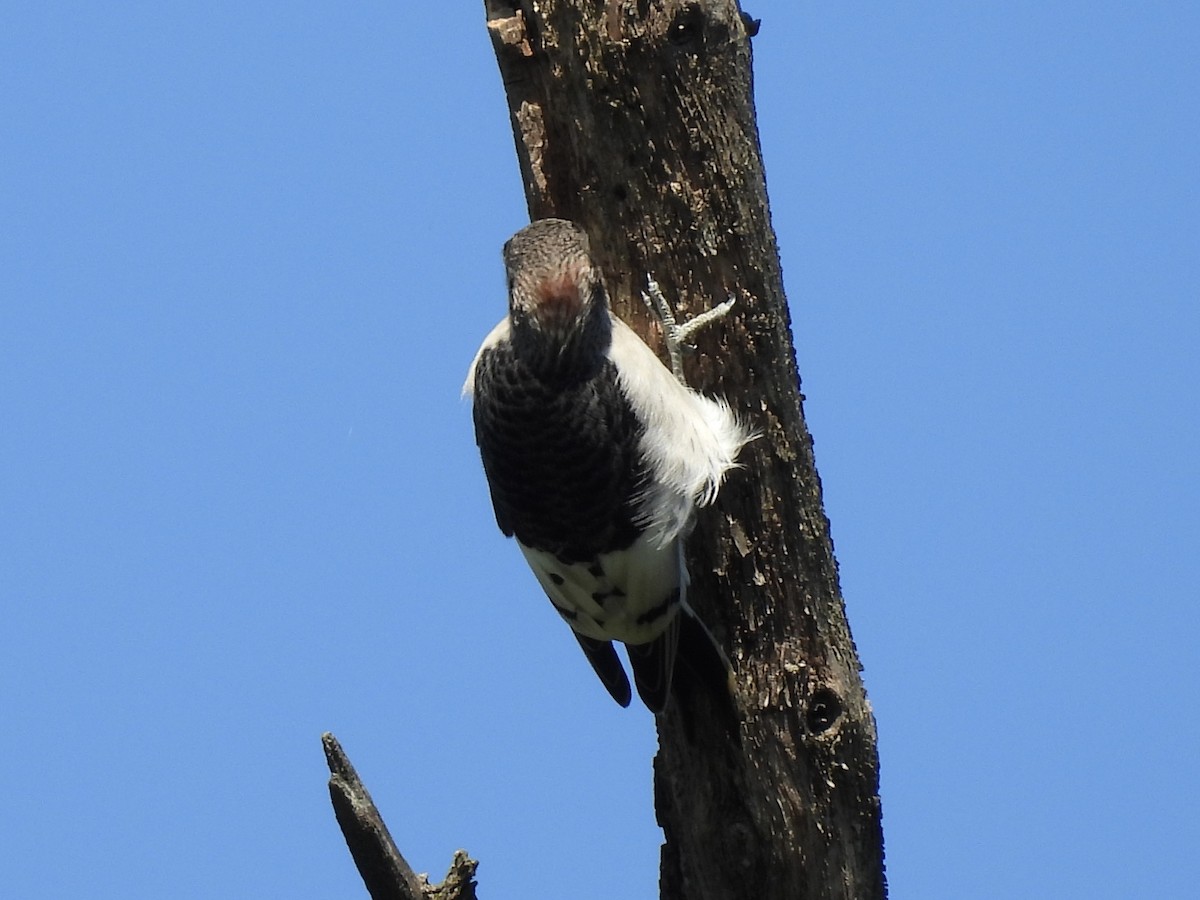 Red-headed Woodpecker - ML623211849