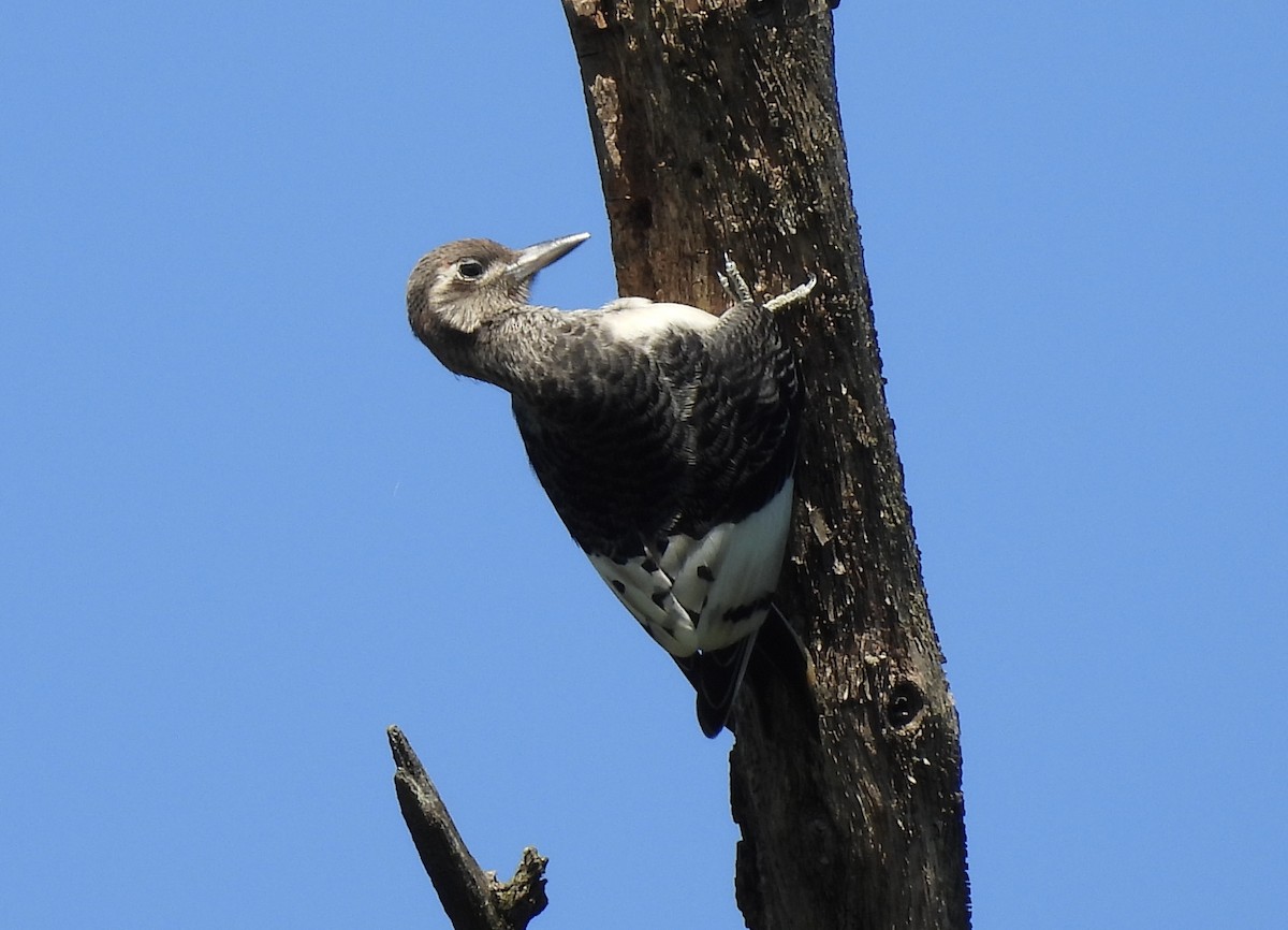 Red-headed Woodpecker - ML623211850