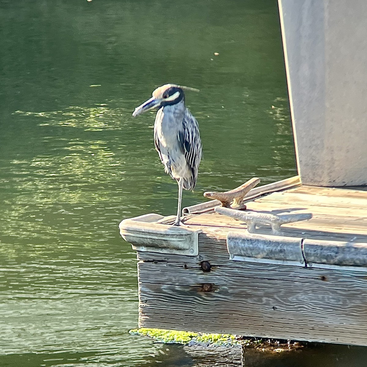 Yellow-crowned Night Heron - ML623211853