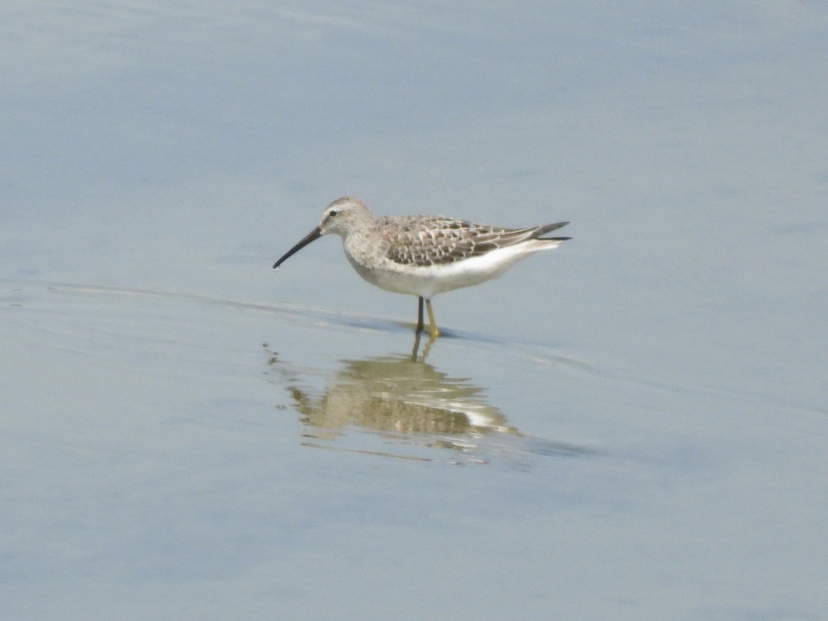 Stilt Sandpiper - ML623211856