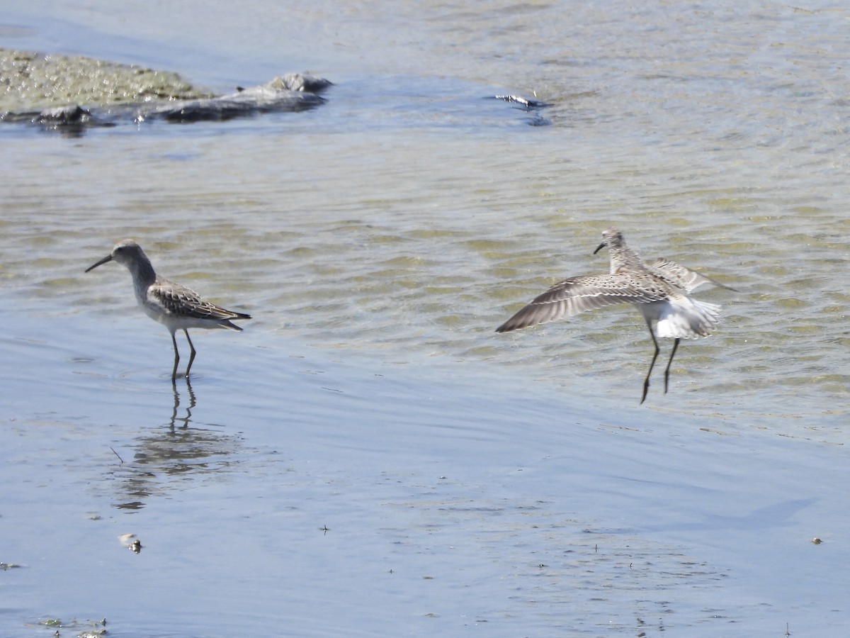 Stilt Sandpiper - ML623211860