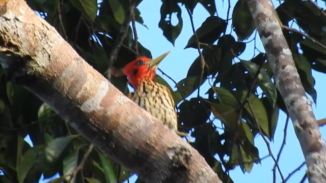 Red-headed Flameback - ML623211861