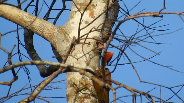 Red-headed Flameback - ML623211865