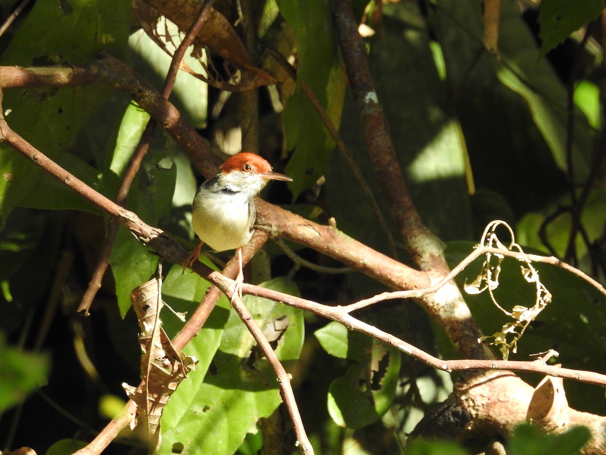 Rufous-tailed Tailorbird - ML623211875