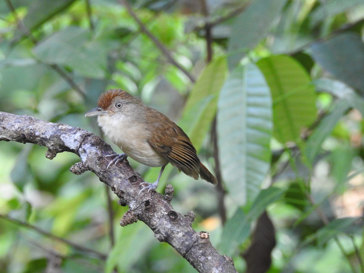 Palawan Babbler - Mark Stacy