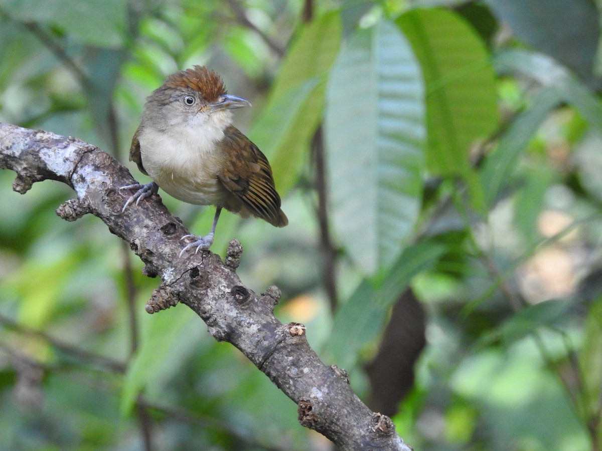 Palawan Babbler - ML623211893