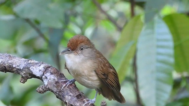 Palawan Babbler - ML623211903