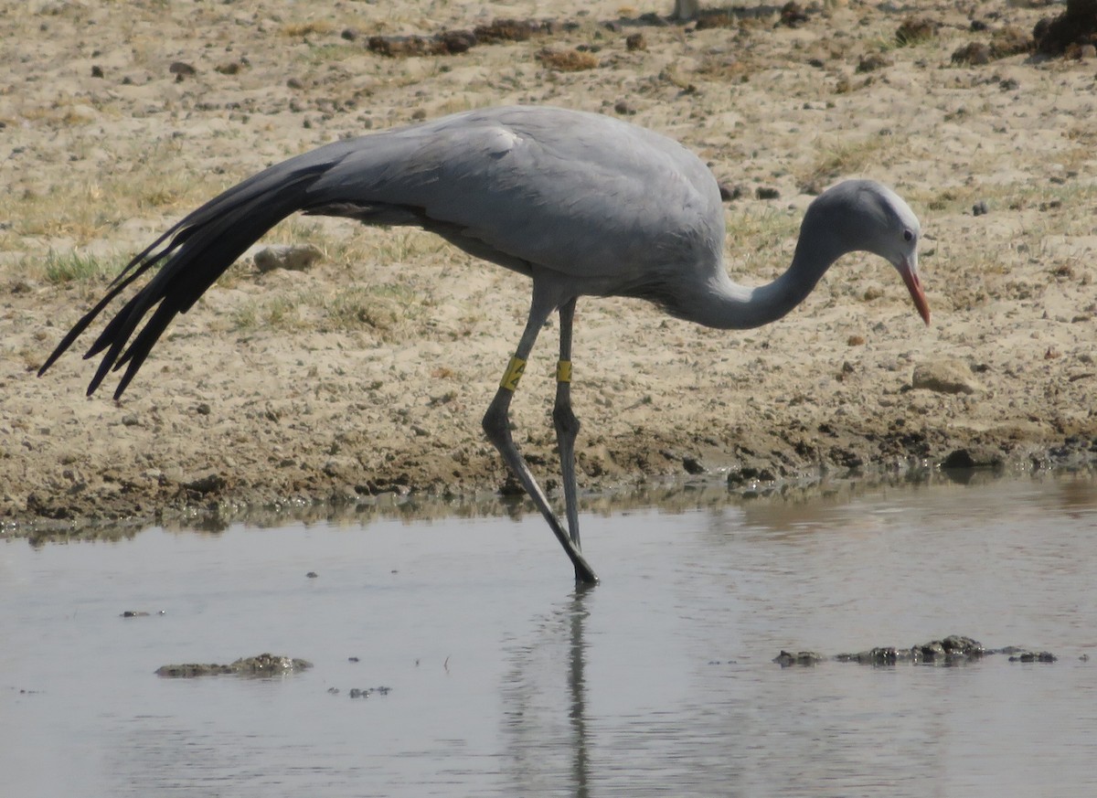 Grue de paradis - ML623211914