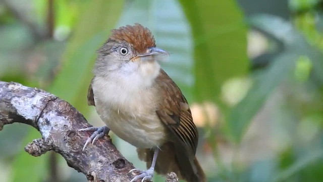 Palawan Babbler - ML623211919