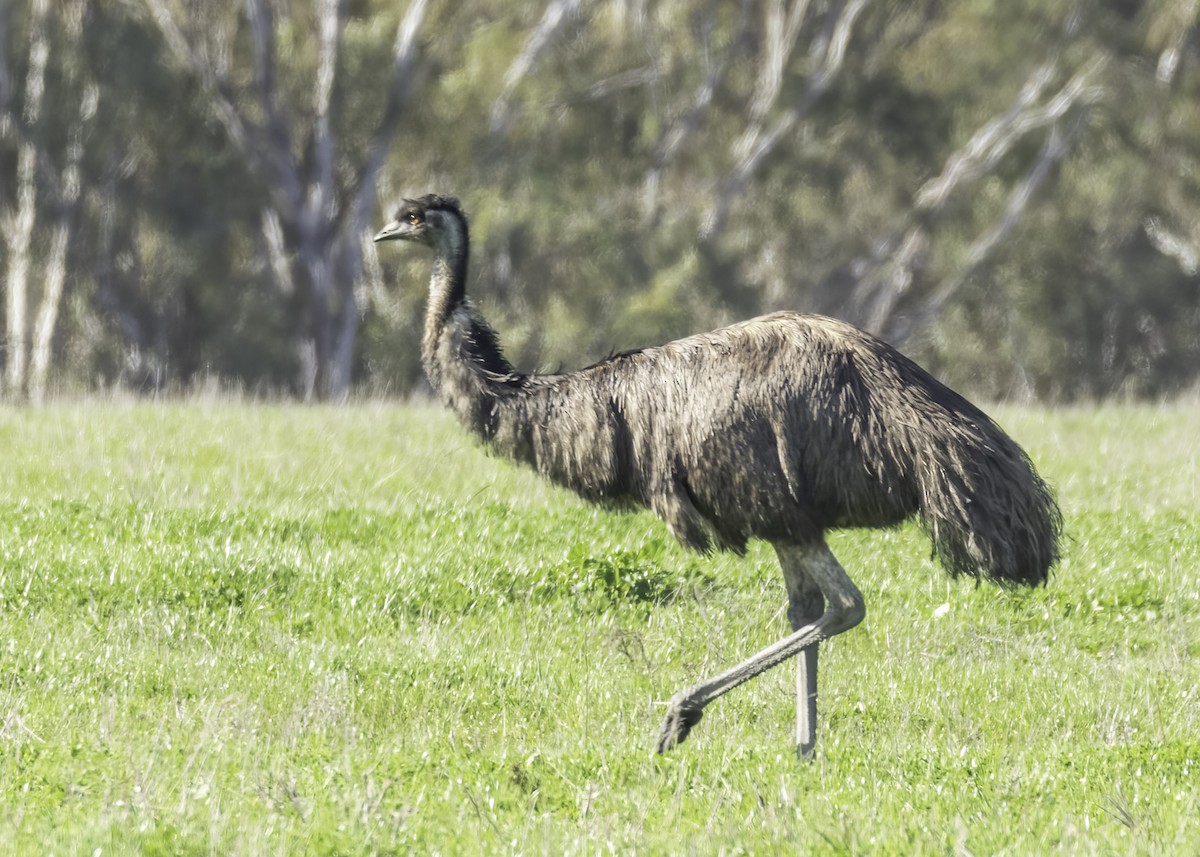 Emu - Marlene Lyell