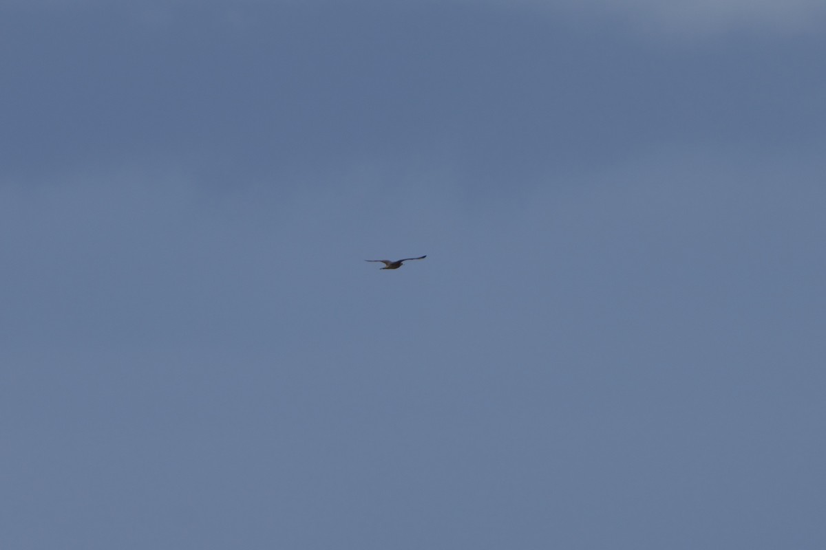 eBird Checklist - 1 Sep 2024 - Nassau Sound--Little Bird Is. - 17 species