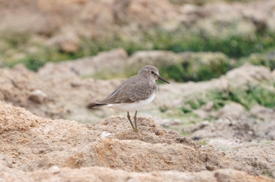 Temminck's Stint - ML623211959